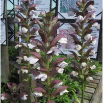 Acanthus  'Mornings Candle'