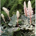 Acanthus  'Whitewater'