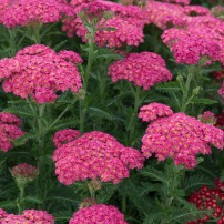 Achillea millefolium 'Sassy Summer Taffy'