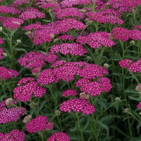 Achillea millefolium 'New Vintage Violet'