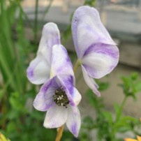 Aconitum  'Cloudy'