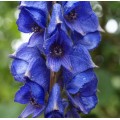 Aconitum napellus 'Newry Blue'