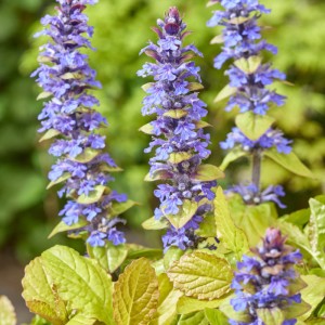 Ajuga  'Feathered Friends Tropical Toucan