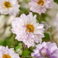 Anemone  'Frilly Knickers'