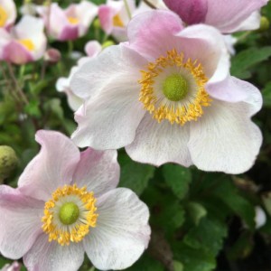 Anemone hupensis 'Ouverture