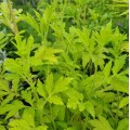 Artemisia lactiflora 'Elfenbein' (Ivory)