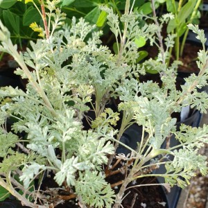 Artemisia aborescens 'Little Mice'