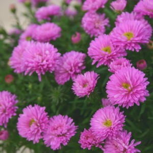Aster  'Autumn Jewels Rose Crystal'