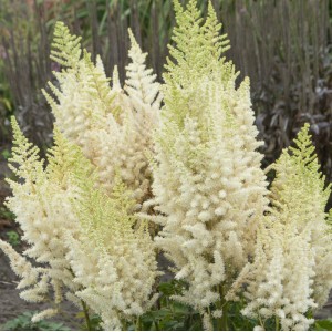 Astilbe chinensis 'Ivory Pearls'