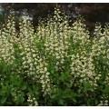Baptisia australis 'Decadence Vanilla Cream'