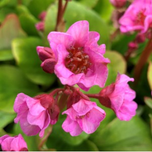 Bergenia  'Kerstin'