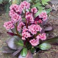 Bergenia 'Vintage Blush' Bergenia 'Vintage Blush'