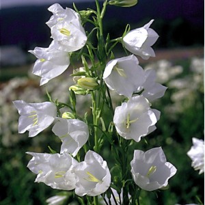 Campanula persicifolia 'Bell White'