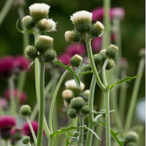 Cirsium rivulare 'Frosted Magic'