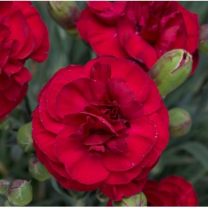 Dianthus  'Scent First Passion'