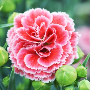 Dianthus  'Scent First Coral Reef'