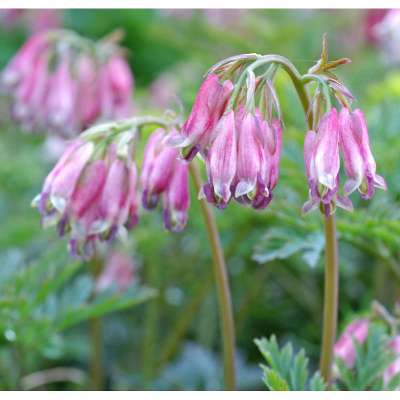 Dicentra formosa 'Luxuriant'