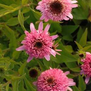 Echinacea  'Butterfly Kisses'