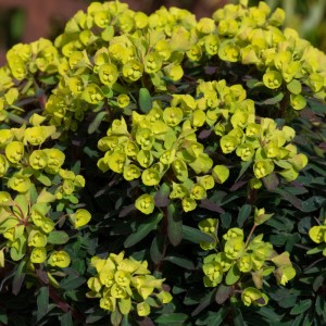 Euphorbia x martinii 'Ascot Petit'