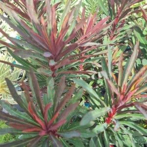 Euphorbia  'Miners Merlot'