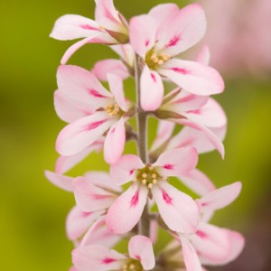 Francoa sonchifolia 'Pink Bouquet'
