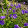 Geranium  'Eureka Blue'