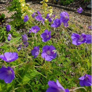 Geranium  'Eureka Blue'