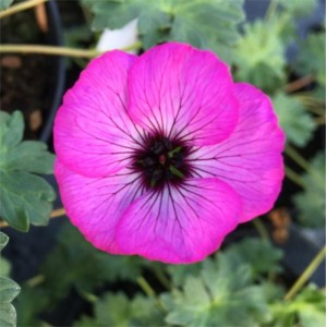 Geranium cinereum 'Jolly Jewel Pink'