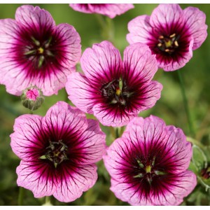 Geranium cinereum 'Jolly Jewel Violet'