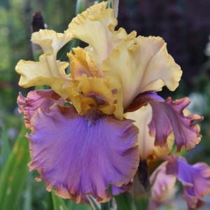 Iris germanica 'Au Sommet'