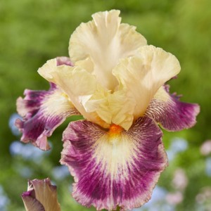 Iris germanica 'Comme un Sourire'
