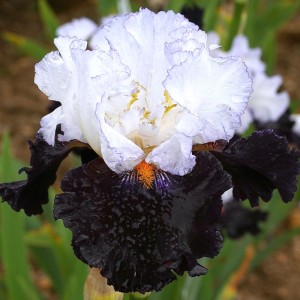 Iris germanica 'Domino Noir'