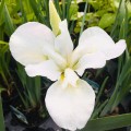 Iris sibirica 'Dreaming Green'