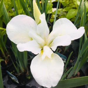 Iris sibirica 'Dreaming Green'