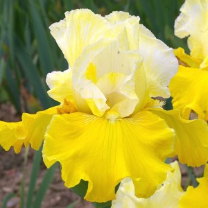 Iris germanica 'Lune et Soleil'