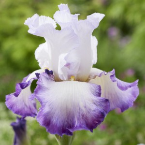 Iris germanica 'Pastel Printainier'