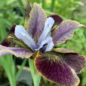 Iris sibirica 'Peacock Butterfly Black Joker'