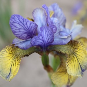 Iris sibirica 'Peacock Butterfly So Van Gogh'