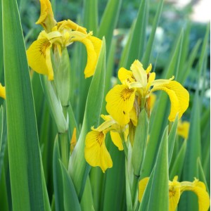 Iris pseudacorum 'Variegata'
