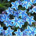 Lithodora diffusa 'Blue Star'