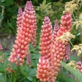 Lupin  'West Country Salmon Star'