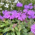 Monarda 'Sugar Buzz Blue Moon' Monarda 'Sugar Buzz Blue Moon'