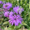 Monarda 'Sugar Buzz Blue Moon' Monarda 'Sugar Buzz Blue Moon'