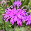 Monarda 'Sugar Buzz Blue Moon' Monarda 'Sugar Buzz Blue Moon'