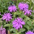 Monarda 'Sugar Buzz Blue Moon' Monarda 'Sugar Buzz Blue Moon'