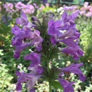 Nepeta  'Blue Dragon'