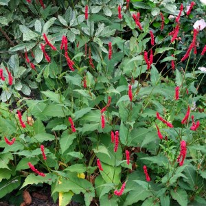 Persicaria  'Bloody Mary'