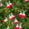 Salvia greggii 'Hot Lips