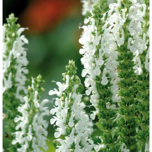 Salvia nemorosa 'Lyrical White'