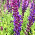 Salvia nemorosa 'Sensation Violet Blue'